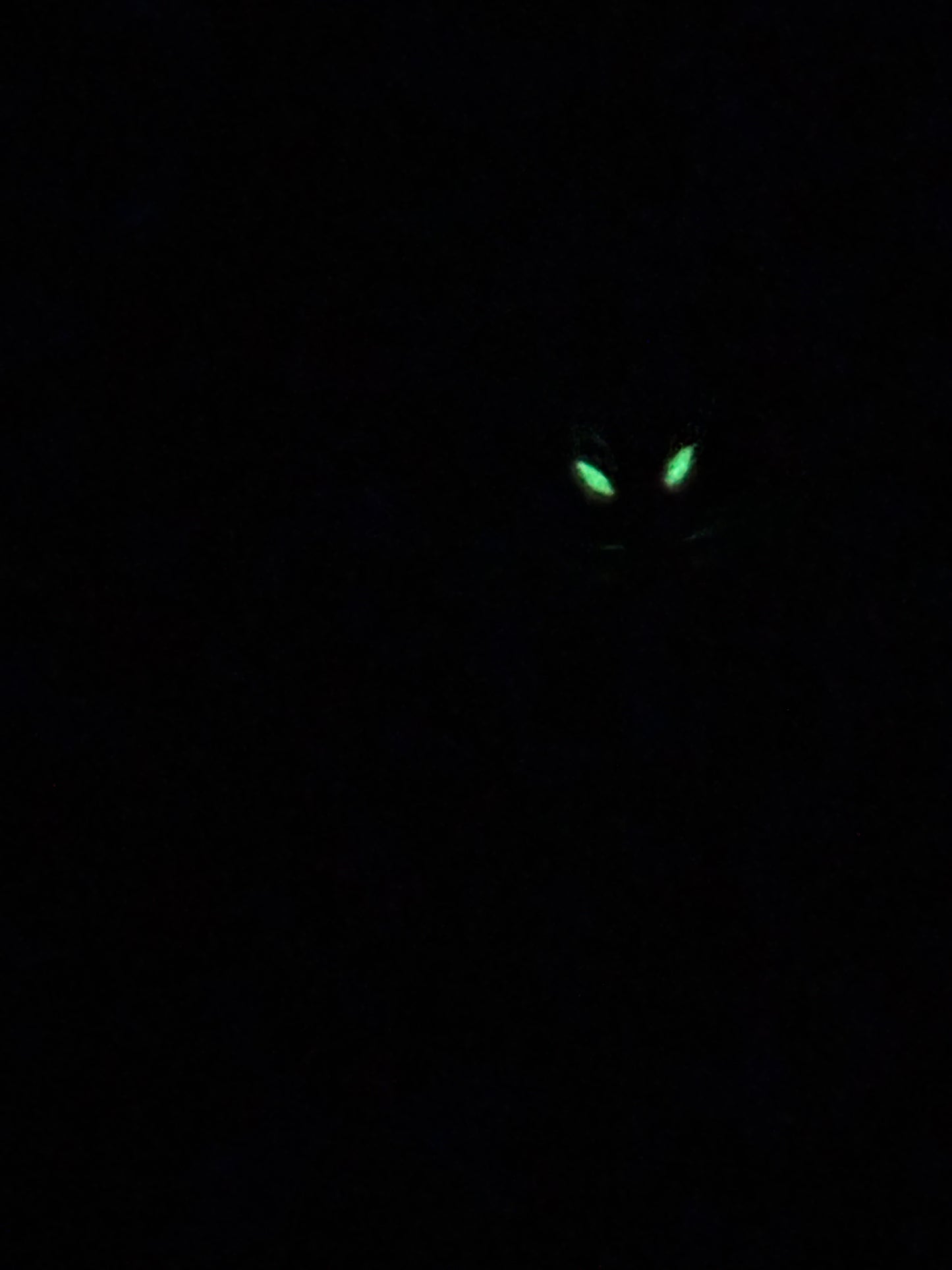 Festive bug UV
