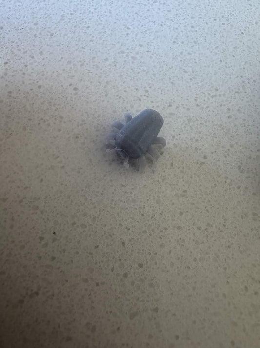 Classic bugs